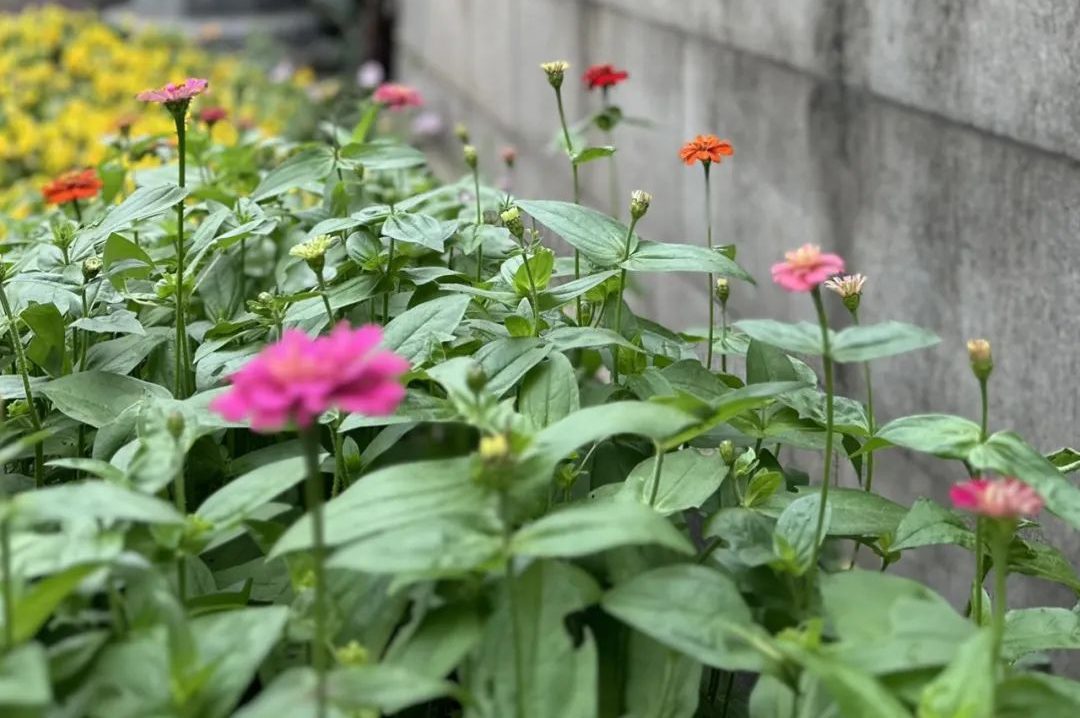 以身的菩提树，觉心的大圆镜