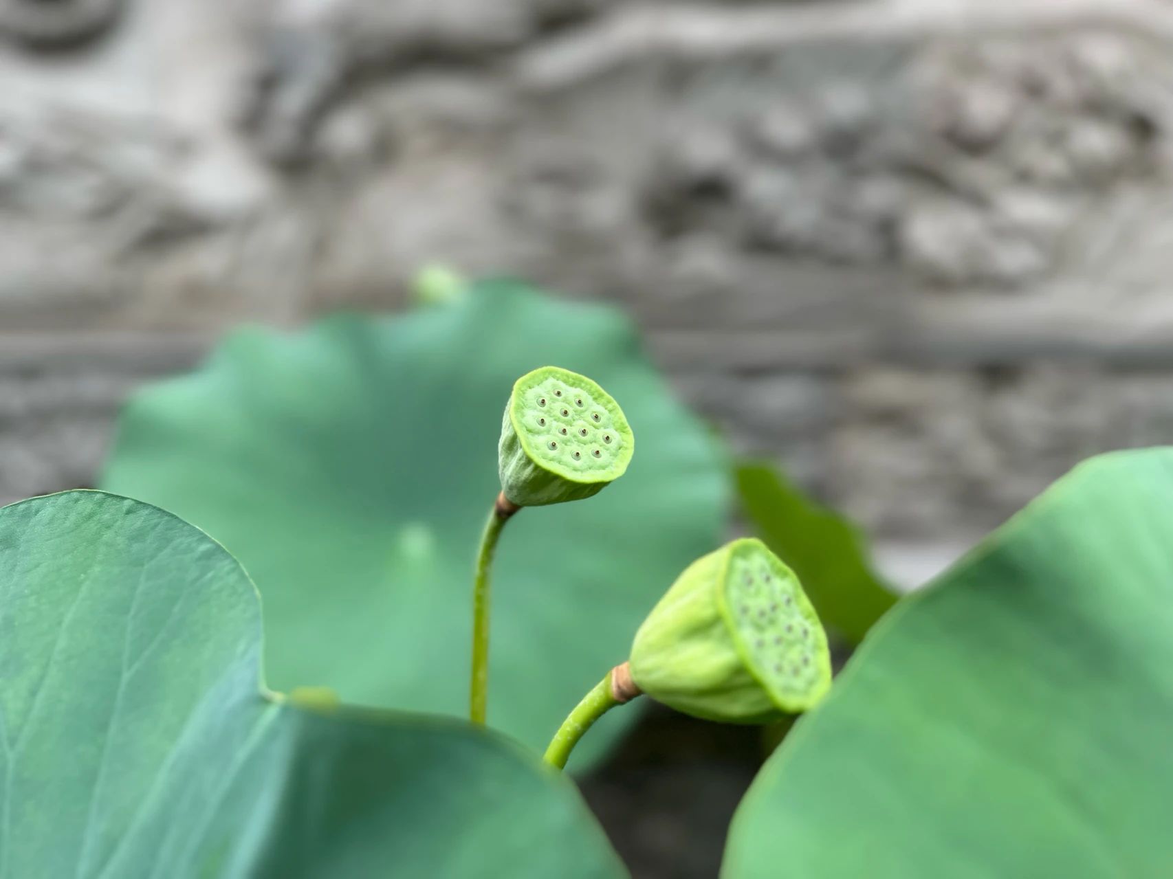 养身 | 吃出好气色的9种素食