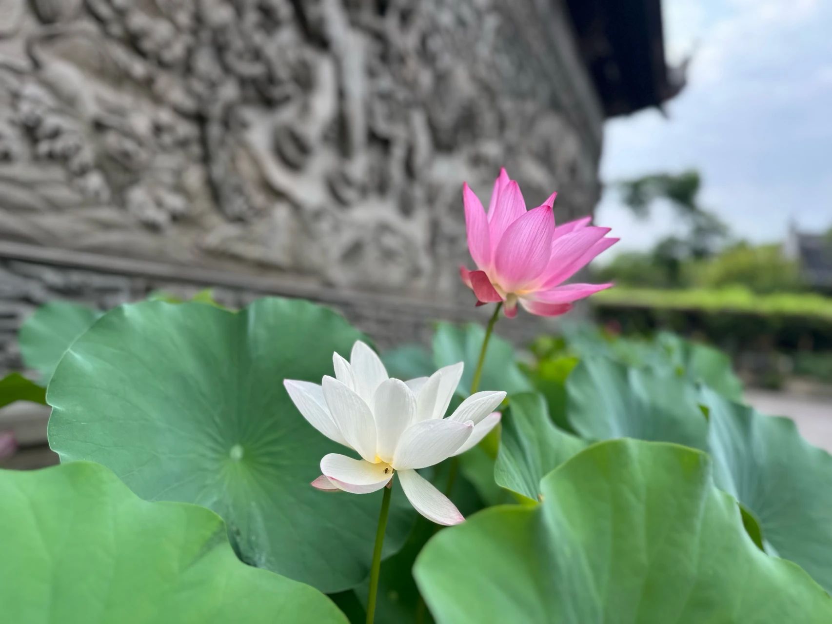 应该怎样选择入门的经典呢？