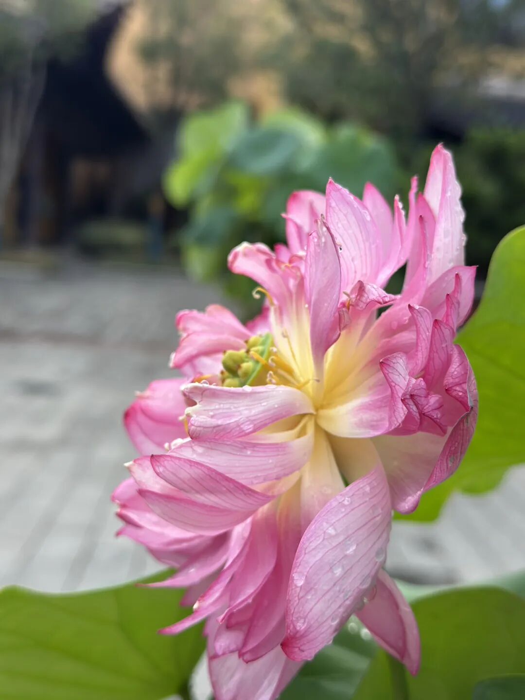 学佛是解决所有烦恼最重要的一把金钥匙