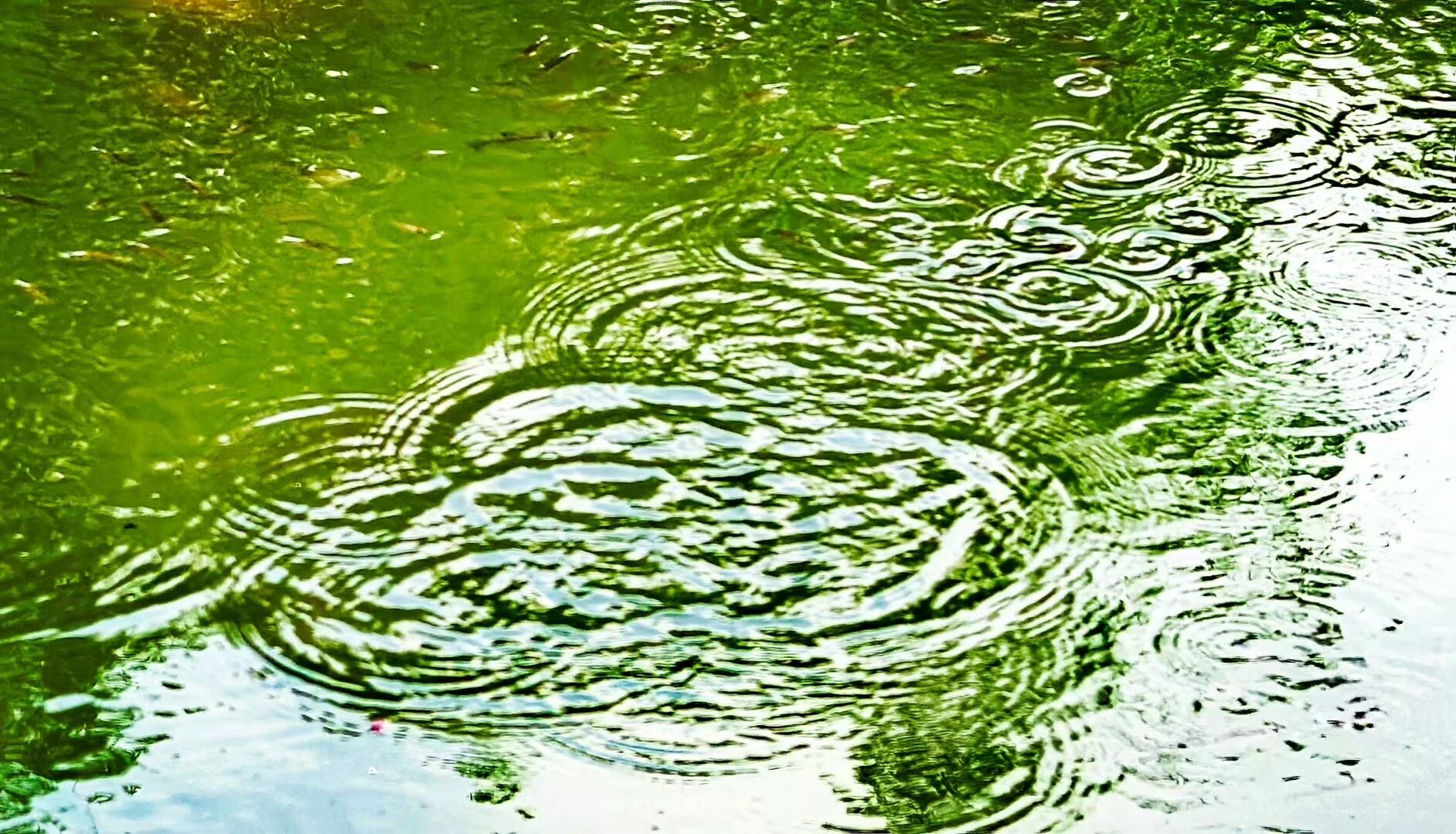 虚老的旨意 | 在家修行人应多诵读哪几部经