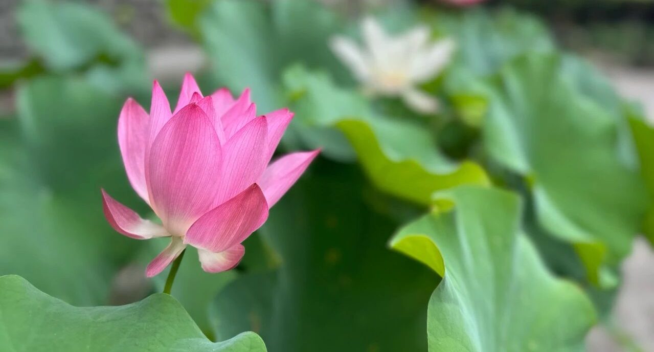 《法华经》的十奇特事